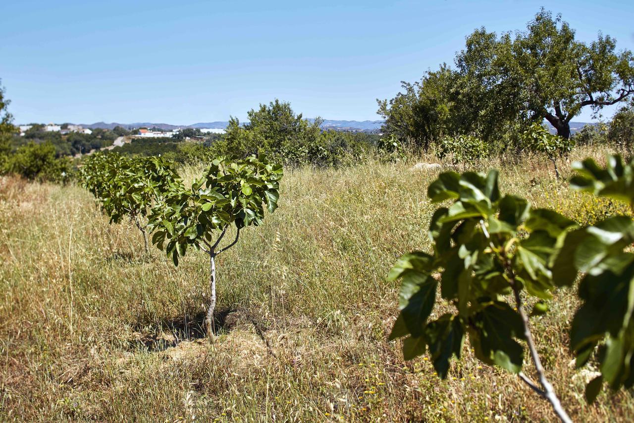 Monte Do Alamo - Turismo Rural Tavira Exteriör bild